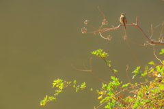 春待ちわびて_2