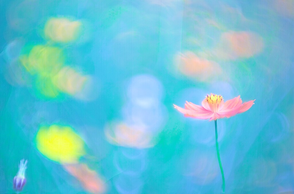 水彩秋桜