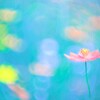 水彩秋桜