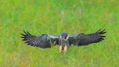 ③ロックオン！