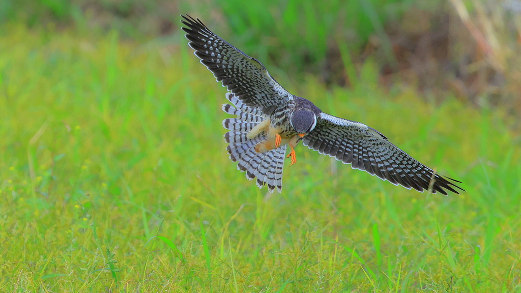 ②見つけたぞ！