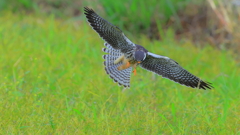 ②見つけたぞ！