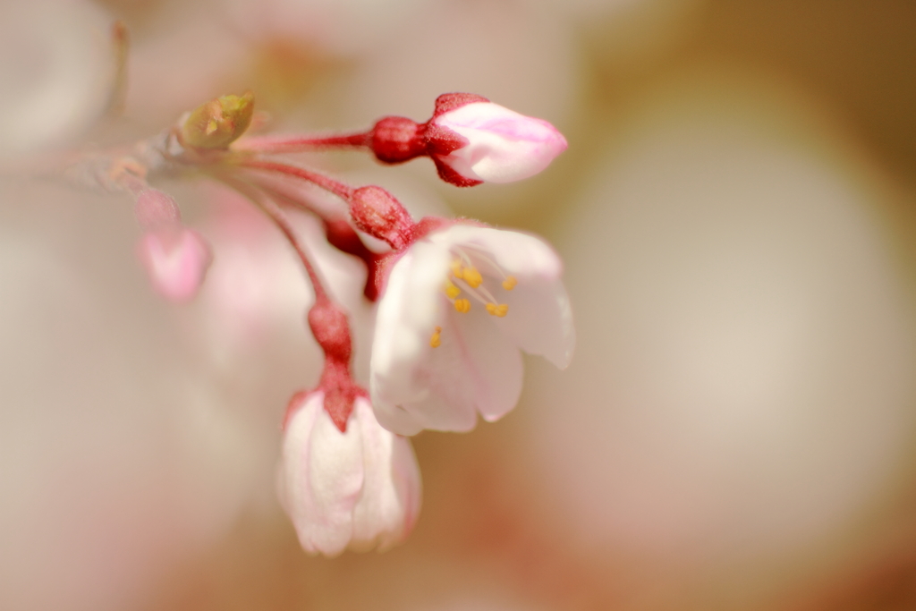 ひょうたん桜