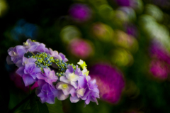 雨乞花