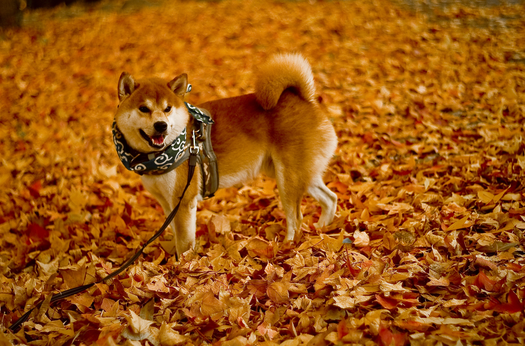 かくれんぼ　フウの落ち葉にまぎれて