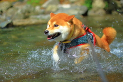 ②パパ見て！見て！