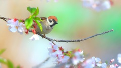 桜雀春色