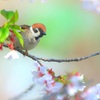 桜雀春色