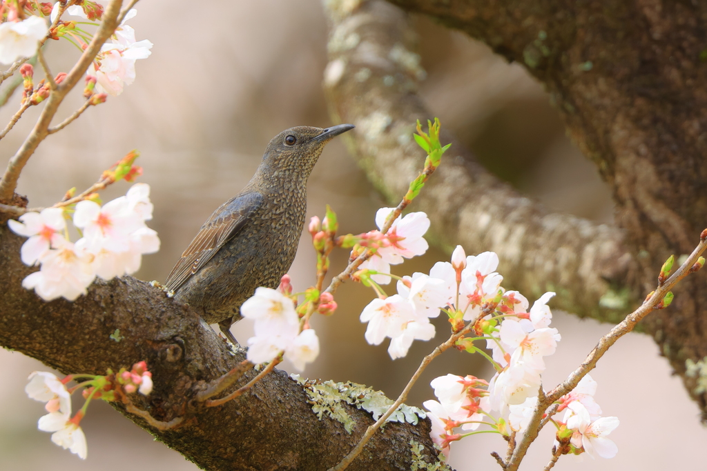 お花見