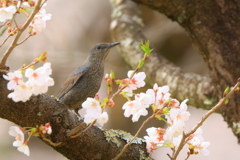 お花見