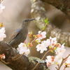 お花見