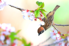 美桜春雀