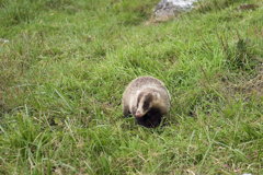 アナグマさん