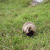 アナグマさん