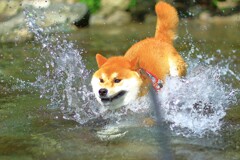①あっ！パパだ！