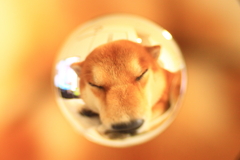 夢の中