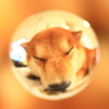 夢の中