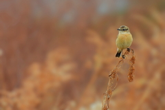 越冬ノビタキ_1