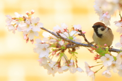 美桜爛漫