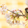 美桜爛漫