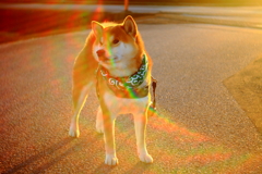 がっかりゴースト