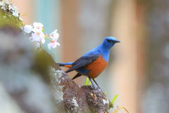 お花見