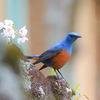 お花見