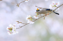 花鳥風月