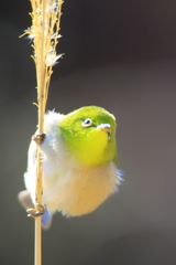 望春