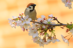 桜狩
