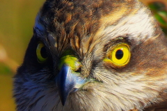 だれか呼んだか