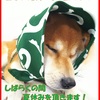 暑中お見舞い