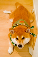 お陰さまで三歳になりました❗️