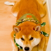 お陰さまで三歳になりました❗️