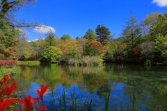 軽井沢雲場池の紅葉