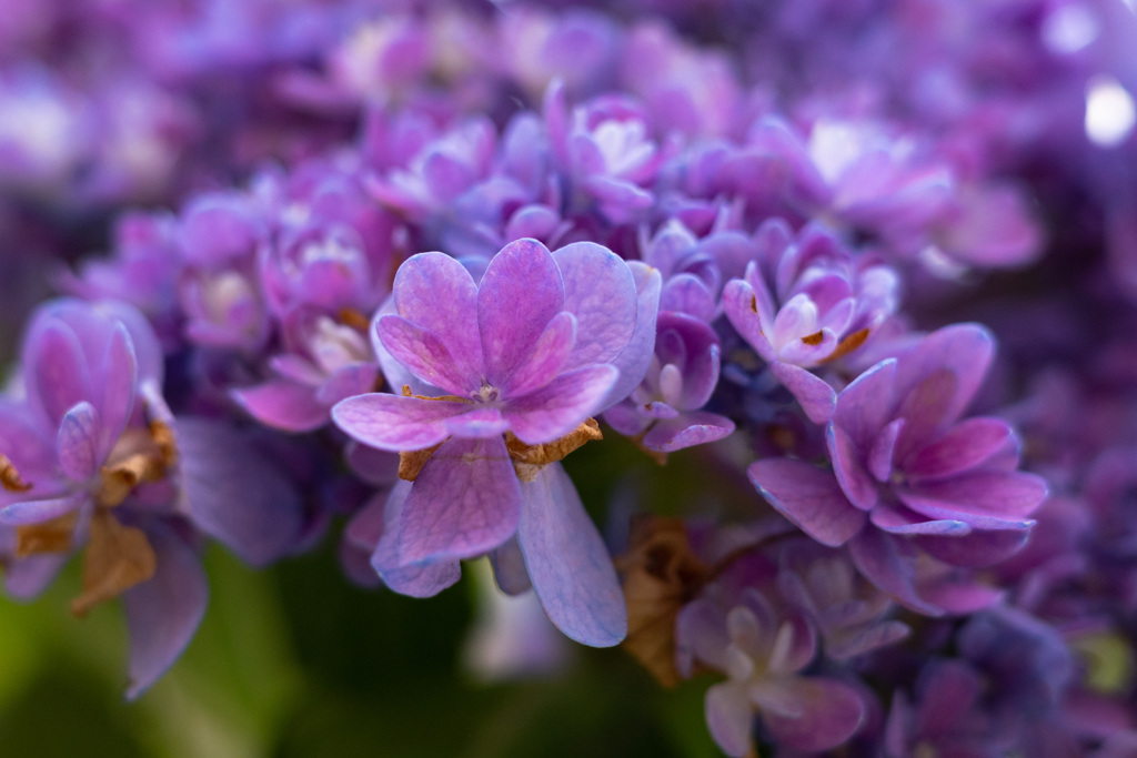 紫陽花