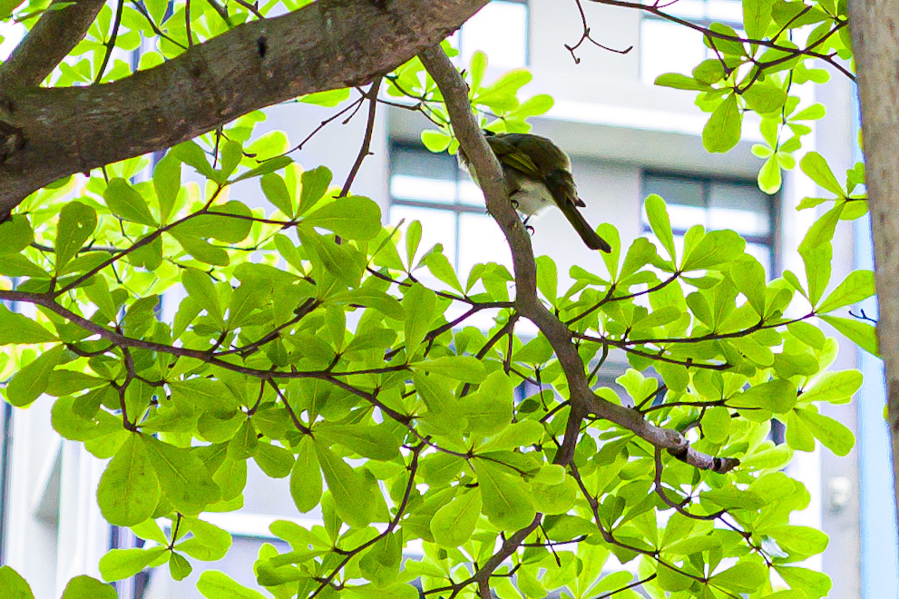 頭隠して尾っぽ隠さず