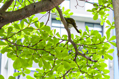 頭隠して尾っぽ隠さず