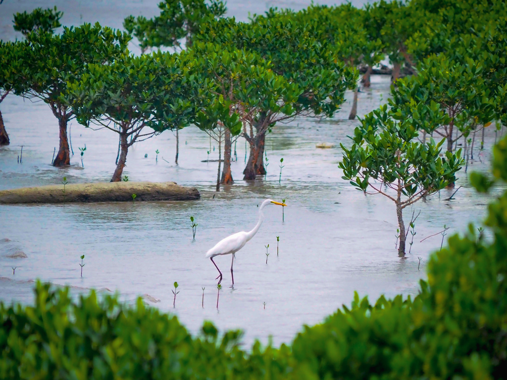 淡水河入り江のマングローブと鷺