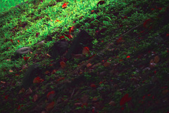 青葉と赤い落ち葉