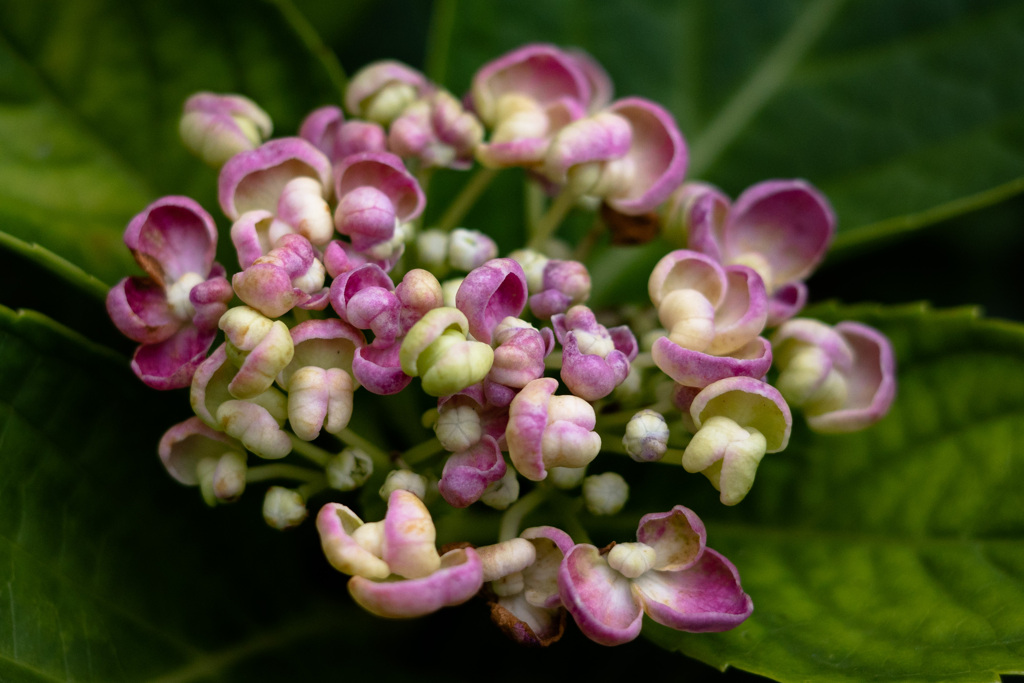 紫陽花