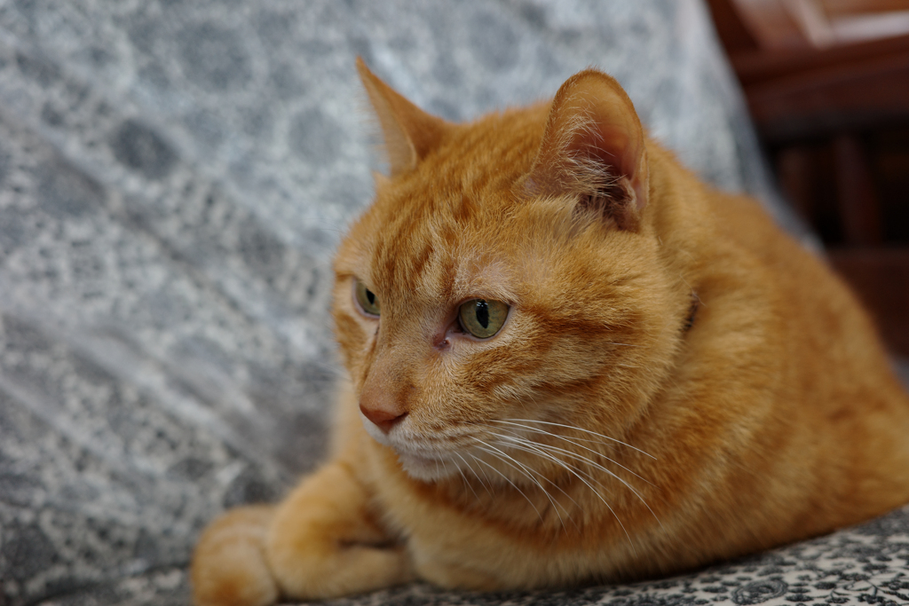 床屋の猫