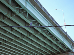 一羽だけ撮れました。