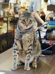 猫カフェ