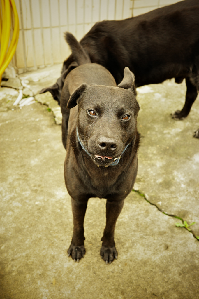 里親が見つかったんだね。