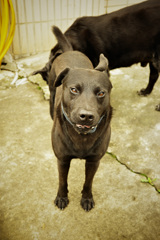 里親が見つかったんだね。