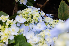 紫陽花−2