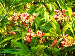 花