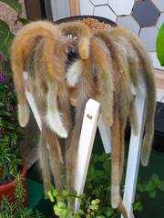 何匹隠れているんだ？