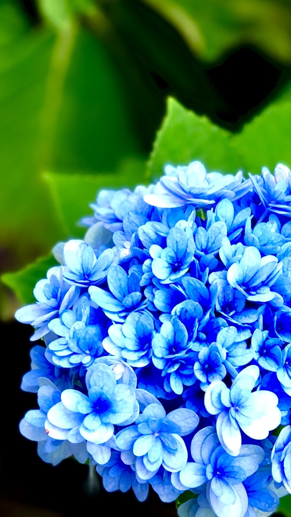 紫陽花